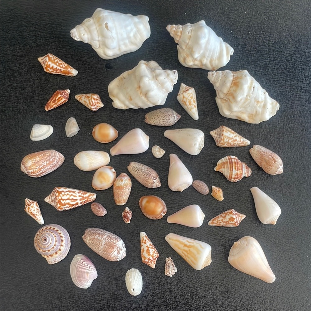 Natural Sea Shells Bulk Lot 50 Piece Variety Pack Crafting Beach Home Decor